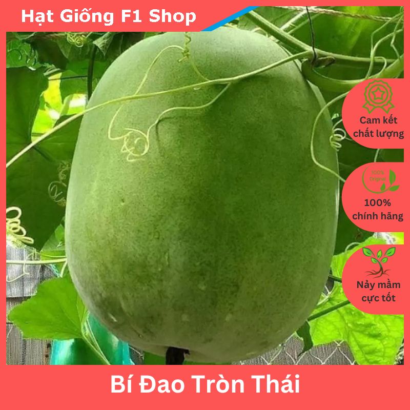 Hạt giống bí đao trái tròn thái lan sai trái