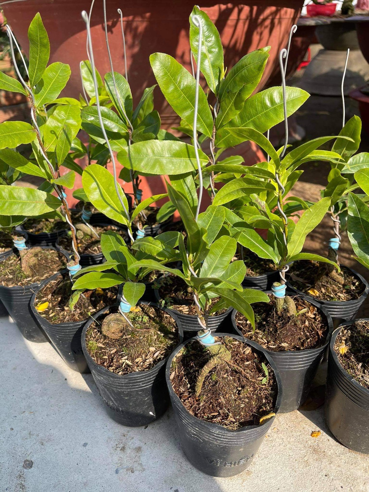 Hoa Mai Ngự Sử ( cây giống ghép)