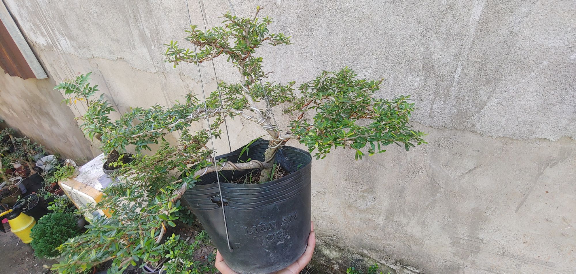 Linh sam 86 HOA TÍM dáng BONSAI