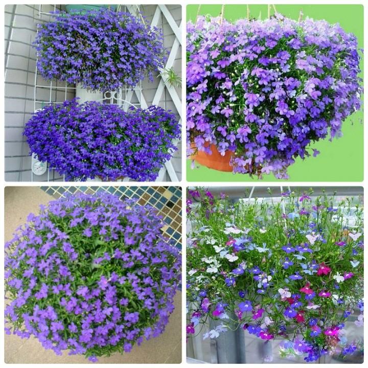 Hạt giống hoa cúc lobelia mix - hoa thúy điệp mix màu ( 1 gói 100 hạt )