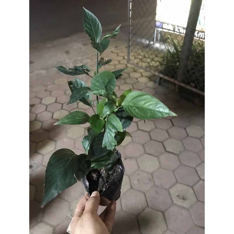 Cây giống lá Cẩm Tím