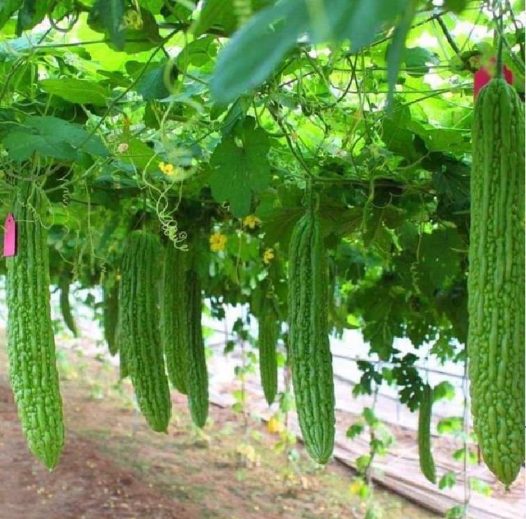 Hạt giống khổ qua khổng lồ (mướp đắng) Thái Lan 5 hạt - VTNT