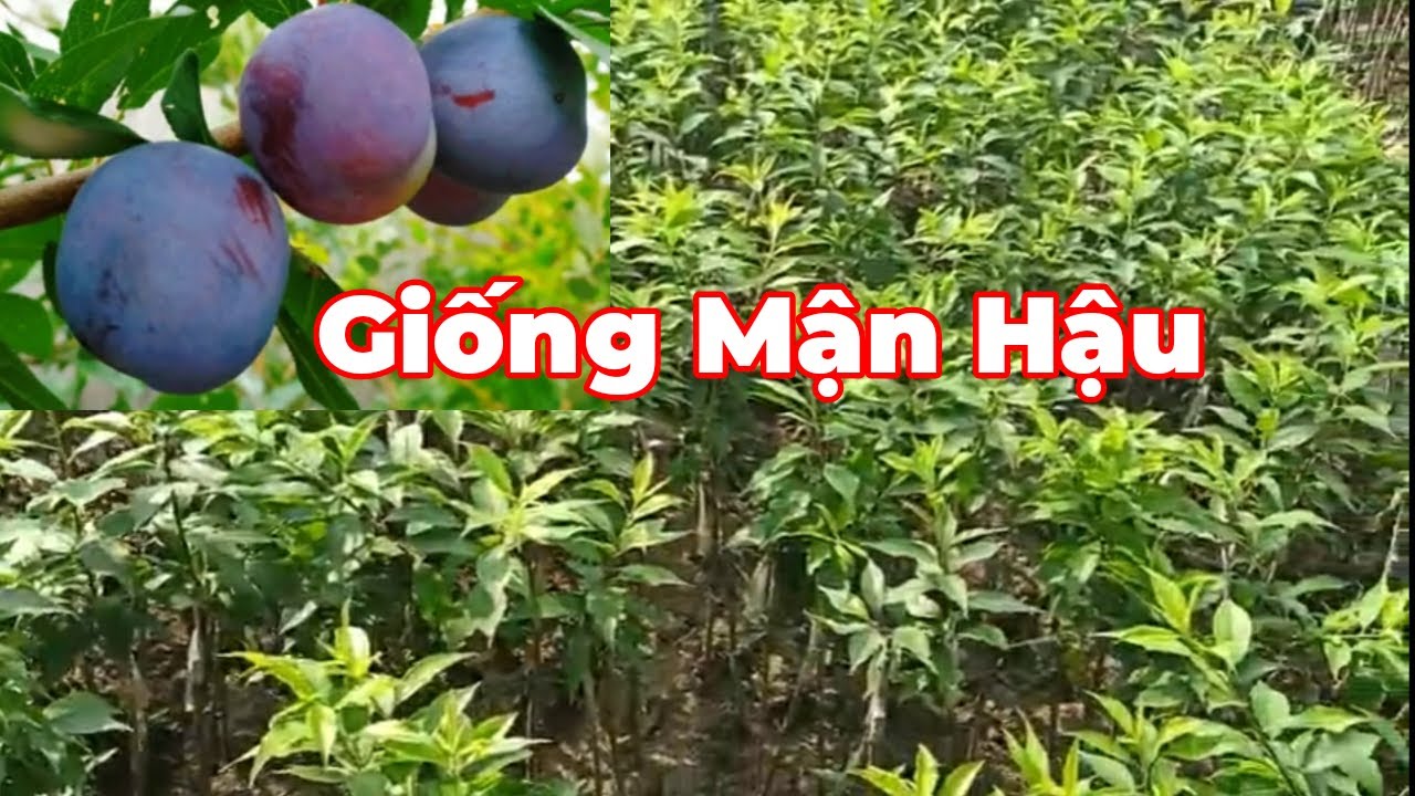 CÂY GIỐNG MẬN HẬU QUẢ TO NGỌT