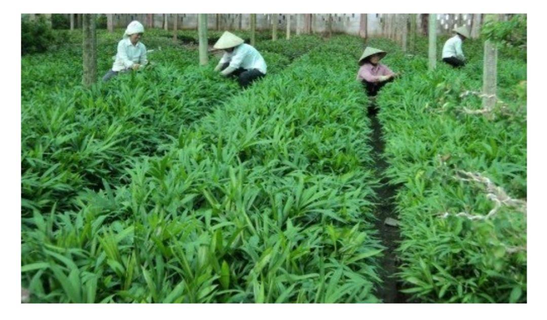 Cây mây thái