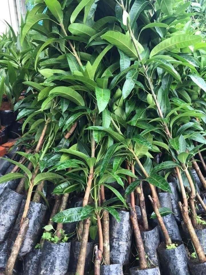 Cây giống xoài đỏ