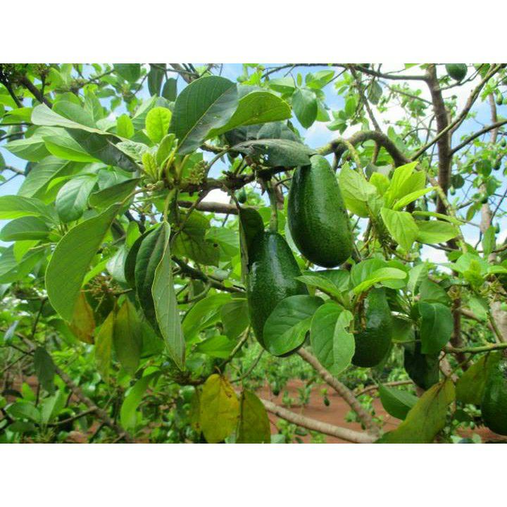 Cây giống bơ sáp daklak