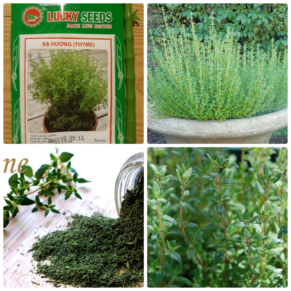 "Gói 100 Hạt " Hạt giống cỏ xạ hương (Thyme)