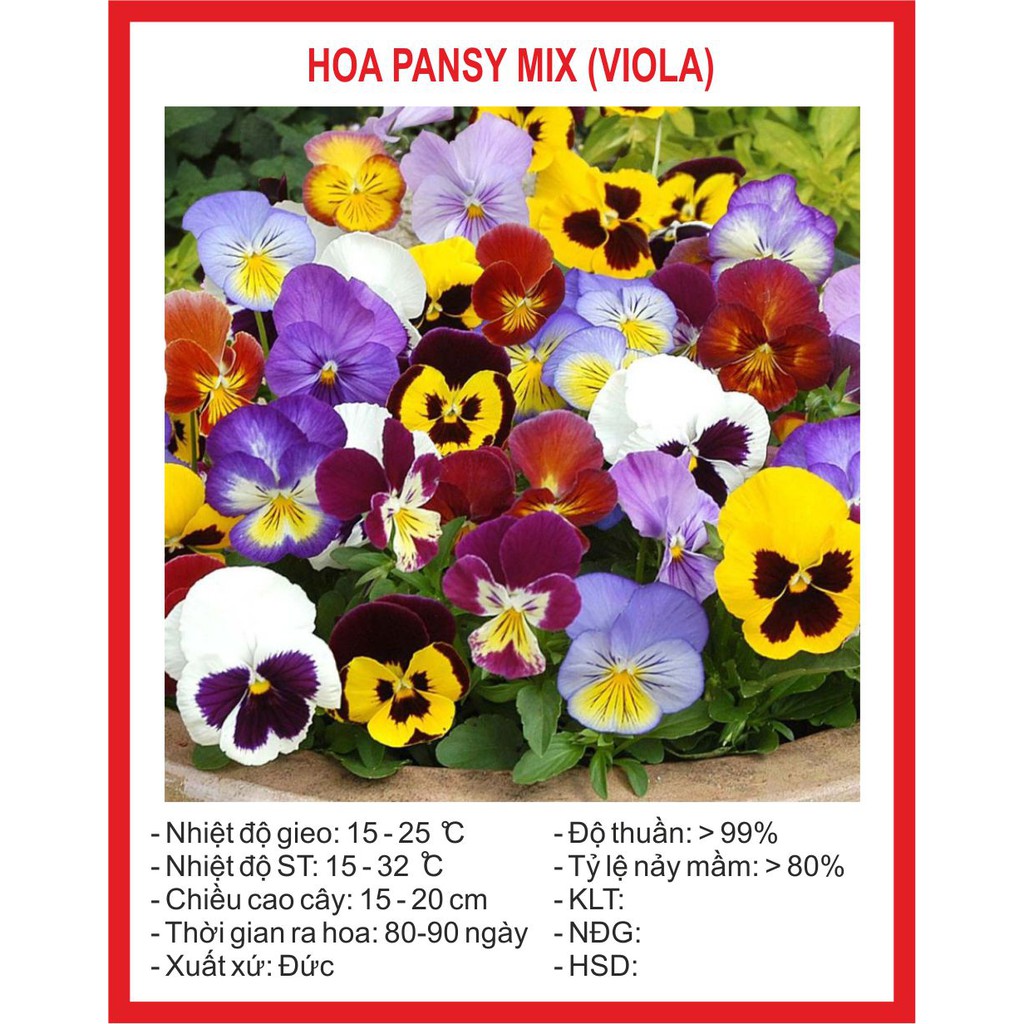 Hạt Giống Hoa Pansy Mix 200 Hạt