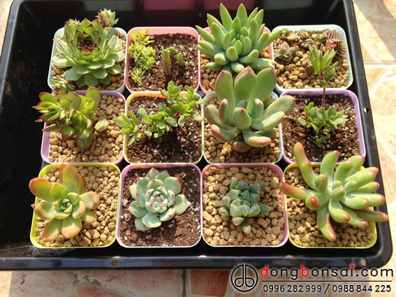 Đất nung Hard Akadama SS Ryusen Nhật Bản