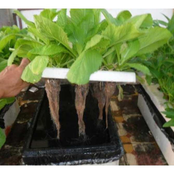 combo 200 chiếc rọ thủy canh 65