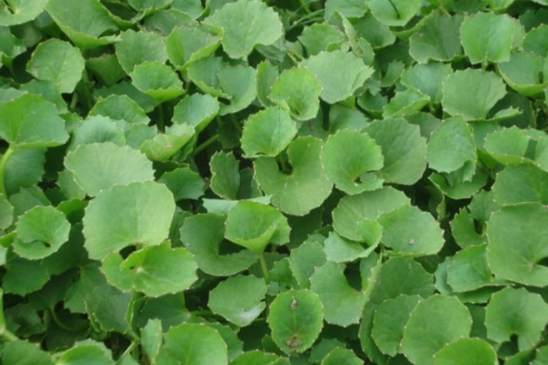 HẠT GIỐNG RAU MÁ gói 1gram