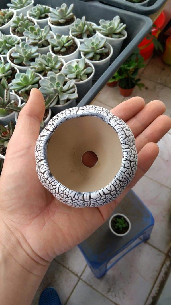 Chậu trồng cây cảnh: Mẫu sứ tròn rạn