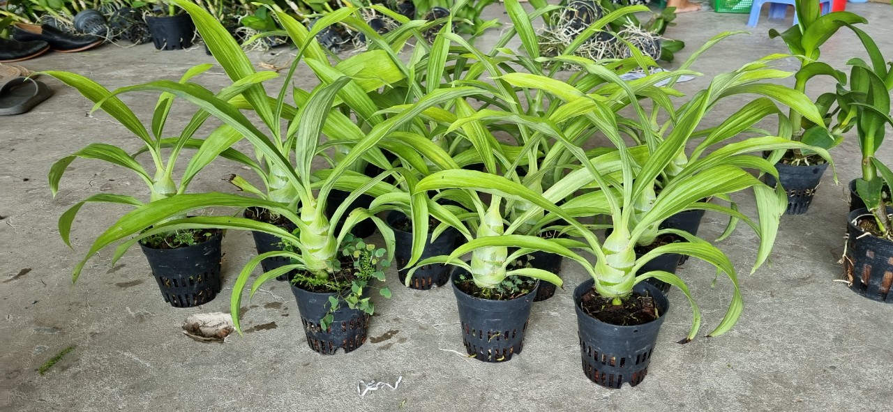 Thiên nga đen_Chậu F12