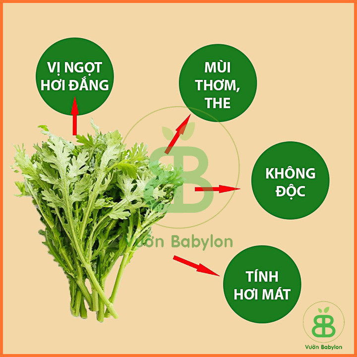 20Gr Hạt Giống Rau Tần Ô Độ Đồng Đều Cao