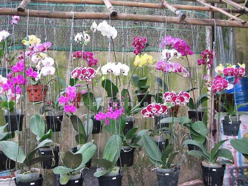 Combo 2 cây LAN HỒ ĐIỆP ĐẠI Chưa Ngồng Hoa