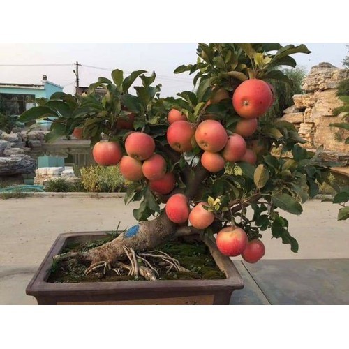 CÂY GIỐNG TÁO ĐỎ LÙN - C011