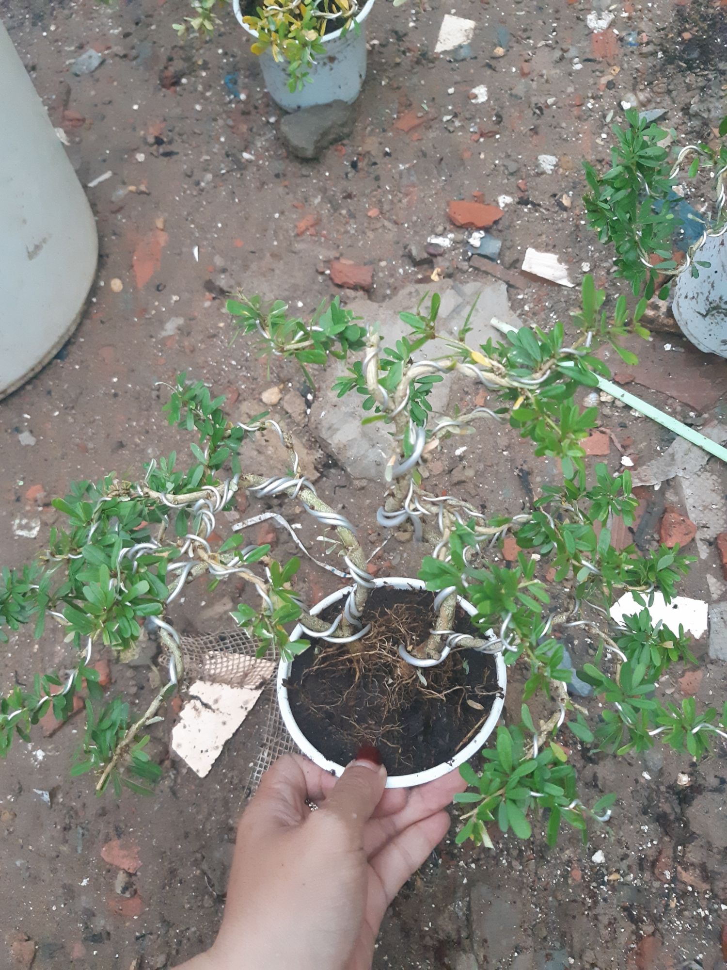 linh sam86 bonsai mini BÔNG TÍM