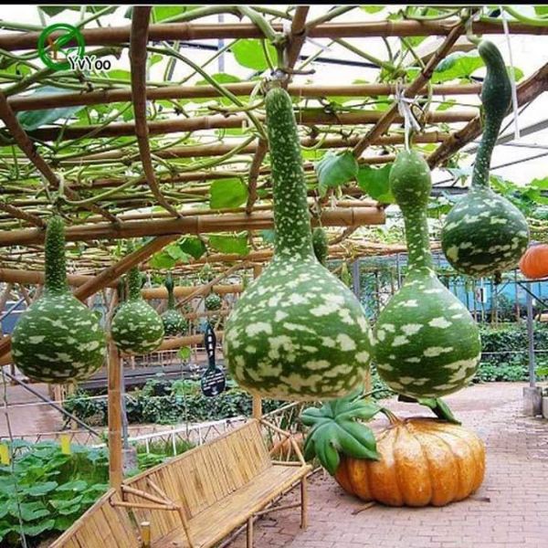Hạt giống bầu thiên nga - gói gói 5 hạt