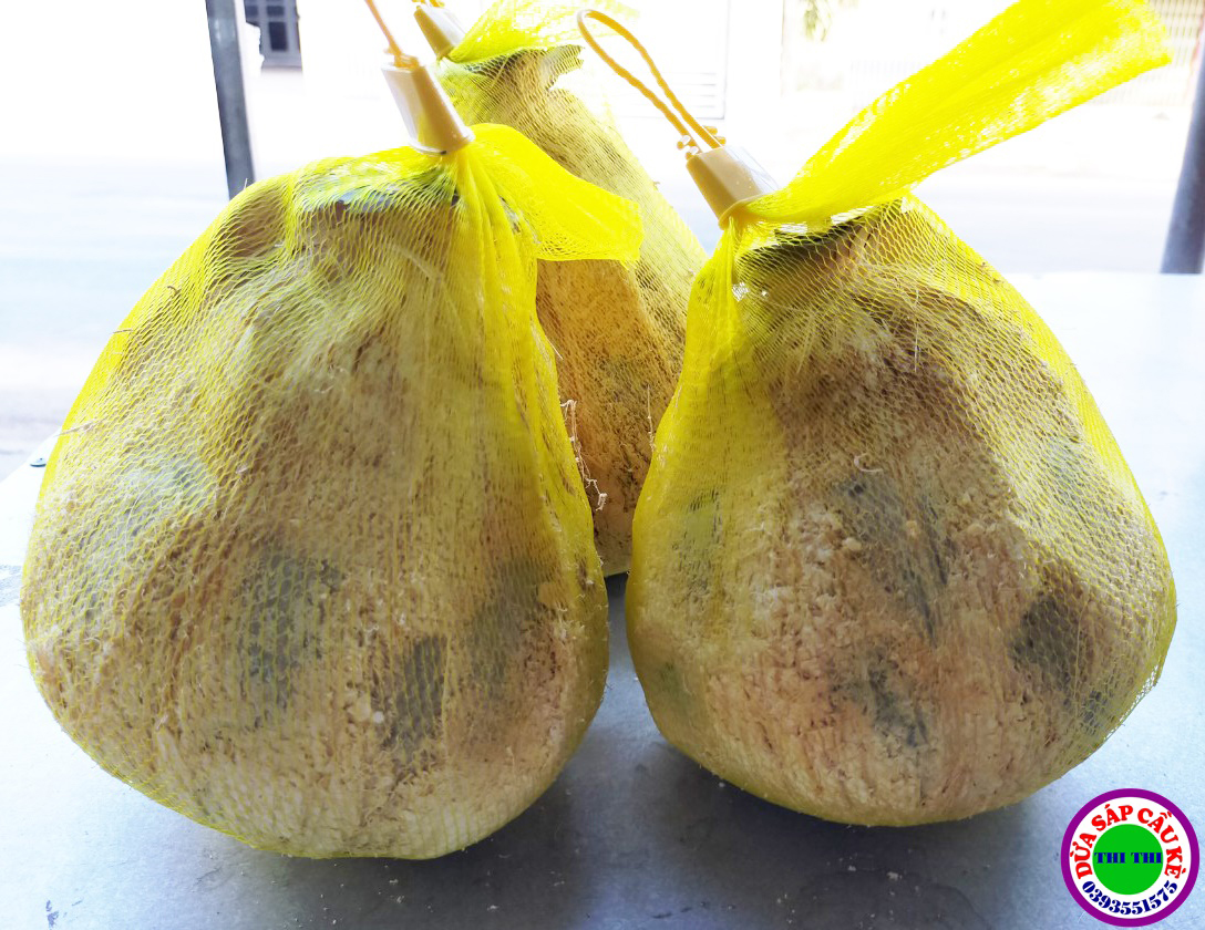 DỪA SÁP LOẠI 2 (Trái 600gr-700gr)