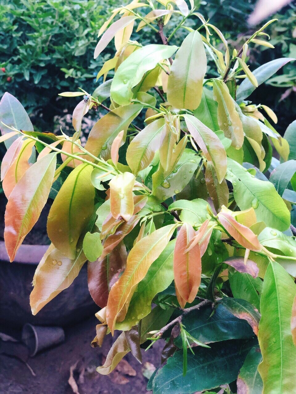 BUNG ĐỌT KÍCH RỄ MAI VÀNG