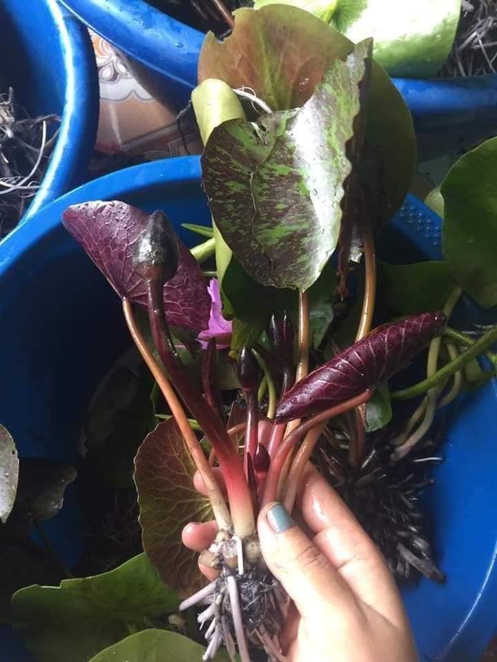 ( RẺ VÔ ĐỊCH)- Cây hoa súng Thái Đỏ tía mamiew