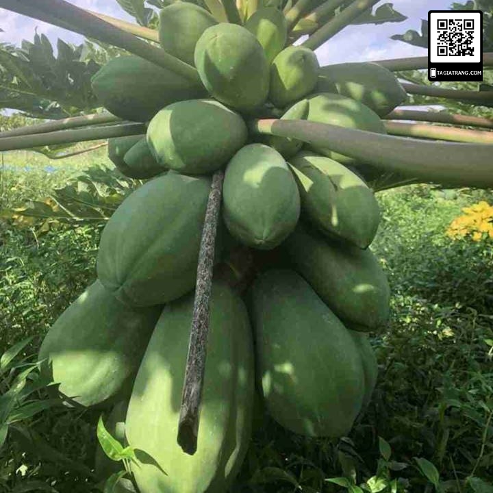 Hạt giống Đu đủ lùn punket Thái Lan quả dài