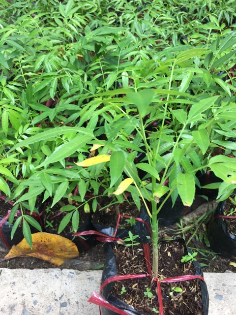 Cây cóc thái giống mau cho trái
