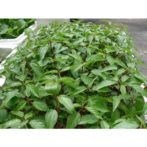 Hạt Giống Rau Đay Đỏ - Gói 10 Gram