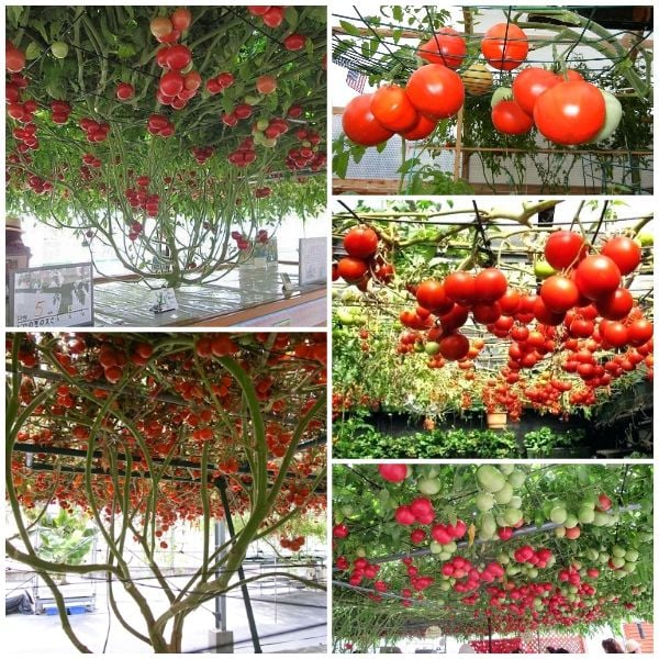 Hạt giống cà chua leo giàn