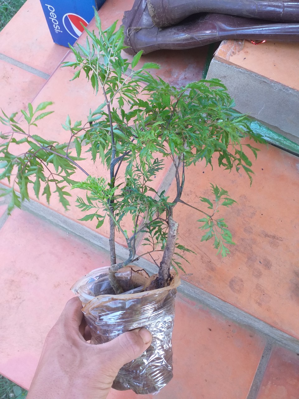 Cây giống Sâm Đinh Lăng loại lá nếp