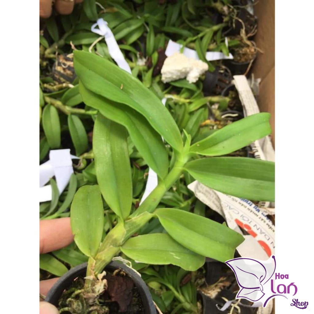 Lan Trầm Hiếm  Mua 3 Tặng 1  Hoa Cực Thơm [ Cây Giống ]