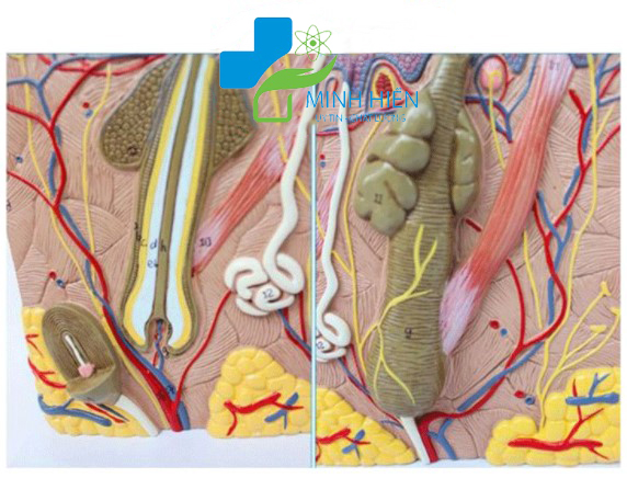 Mô hình giải phẫu da người phóng đại