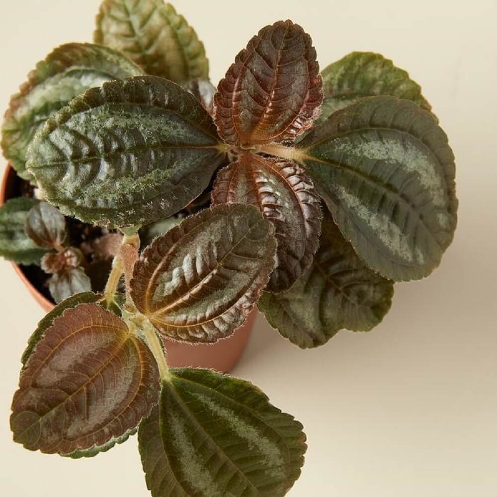 Cây Pilea repens Bronze (Đồng Hổ Nhĩ, Tai Hổ Màu Đồng) chậu treo bí ngô