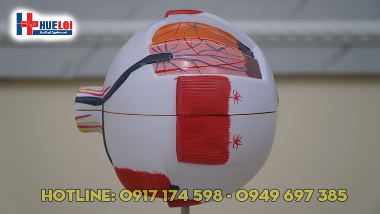 Mô hình giải phẫu mắt