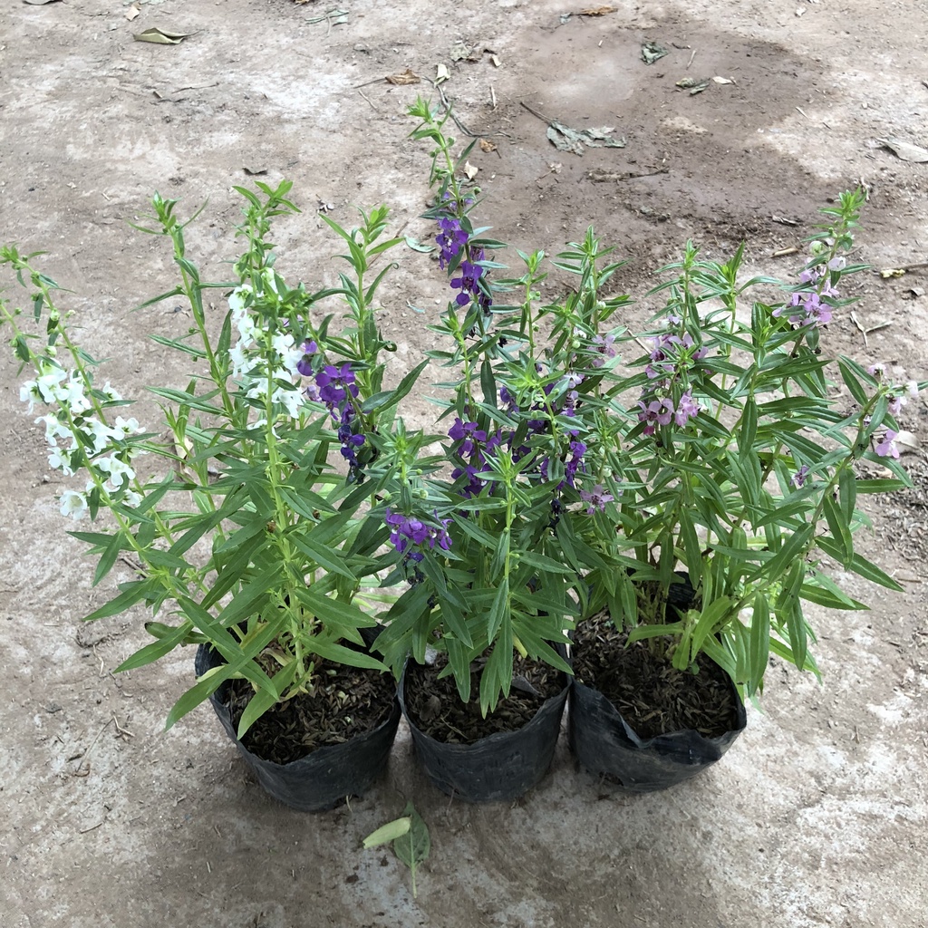 Hoa violet tím cổ thơm (cả hoa và lá đều rất thơm) - bầu cây giống size nhỏ