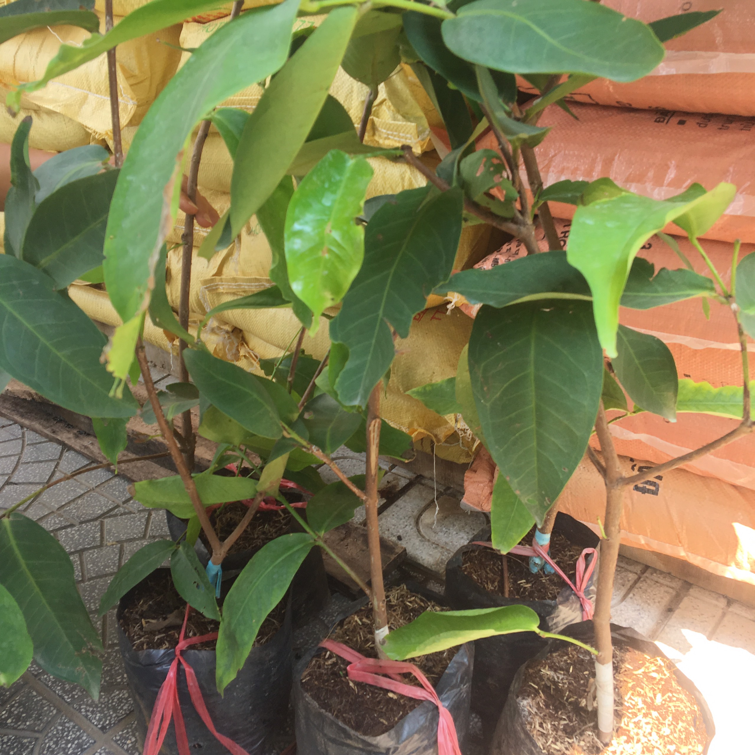 CÂY GIỐNG MẬN AN PHƯỚC - CÂY GIỐNG ROI ĐỎ AN PHƯỚC RẤT NGON