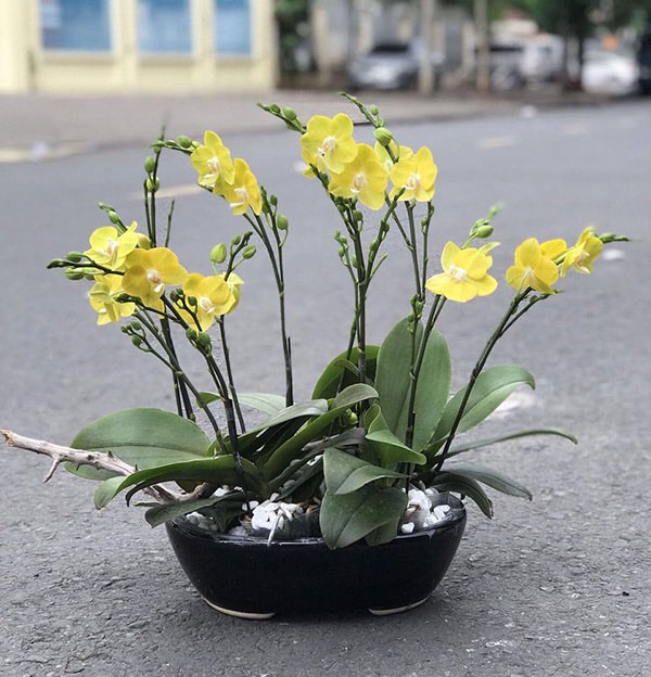 Hồ điệp cây trưởng thành sắp hoa