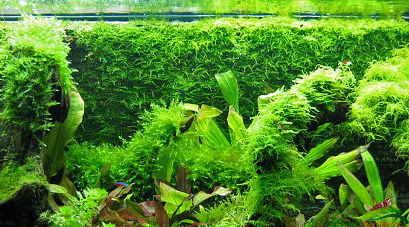 Kéo mũi thẳng tỉa cây thủy sinh hồ cá