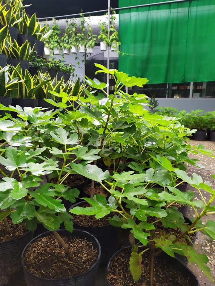 Cây Sung Mỹ siêu trái