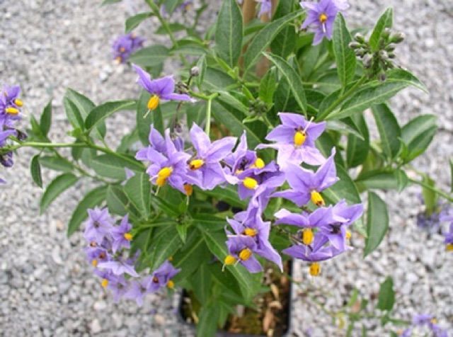 Cây hoa dây tiêu nương