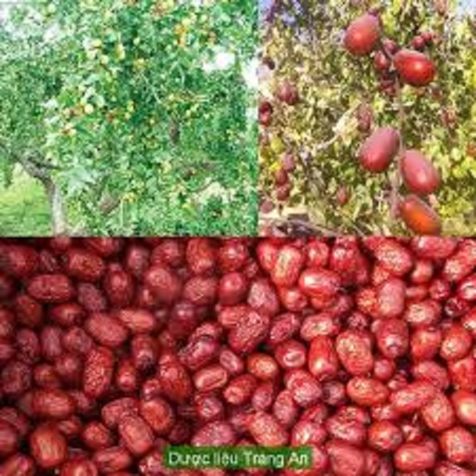 1 CHẬU TÁO ĐỎ, TÁO TÂN CƯƠNG