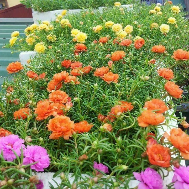 1000 hạt giống hoa mười giờ kép Mỹ