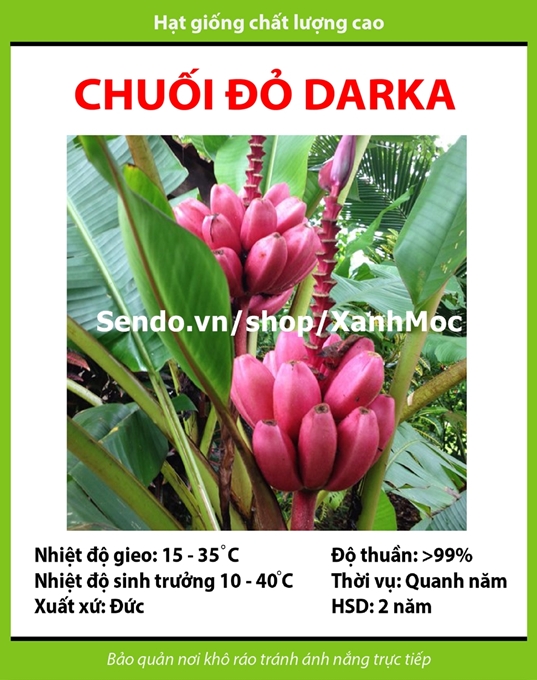 Hạt giống Chuối đỏ Dacca tặng kèm kích mầm