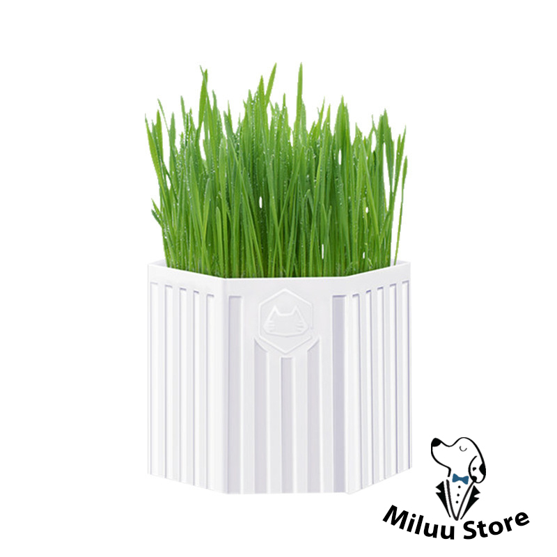 [CATNIP] bộ tự trồng cỏ cho mèo nhãn hiệu CHONLDERL