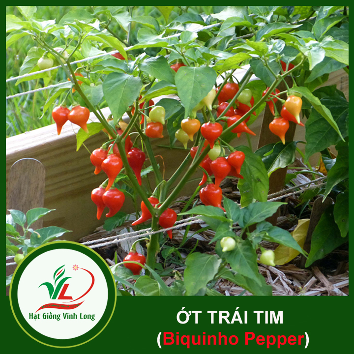Hạt giống Ớt trái tim (hạt tự thu) - 15 hạt