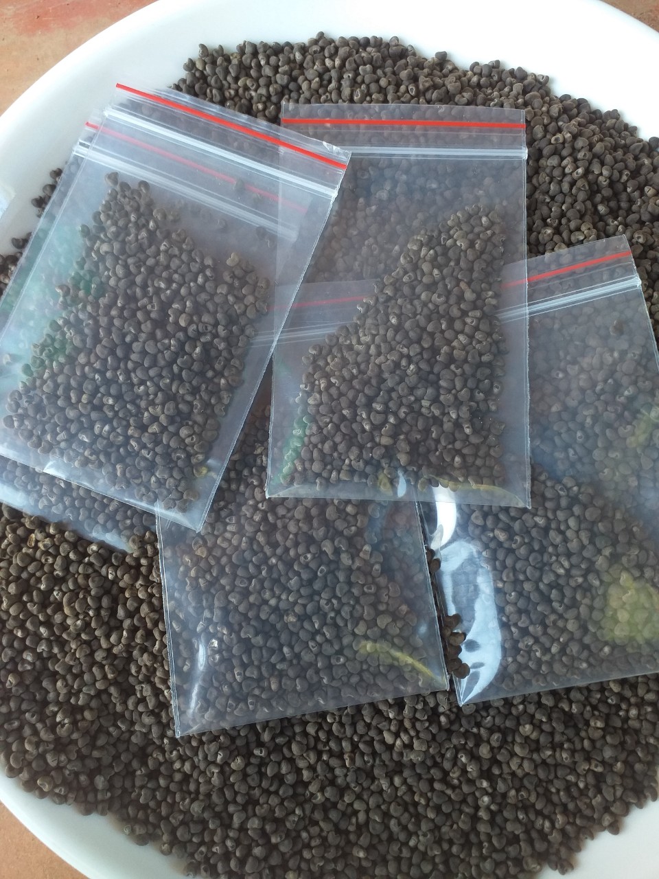 Hạt Giống Sâm Bố Chính