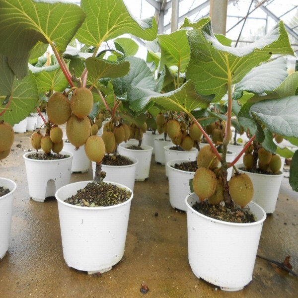 Cây giống Kiwi lùn