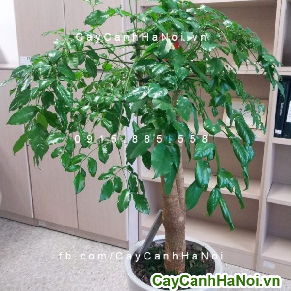 Cây hạnh phúc giúp tăng vận khí, người mệnh Kim nhất định NÊN CÓ