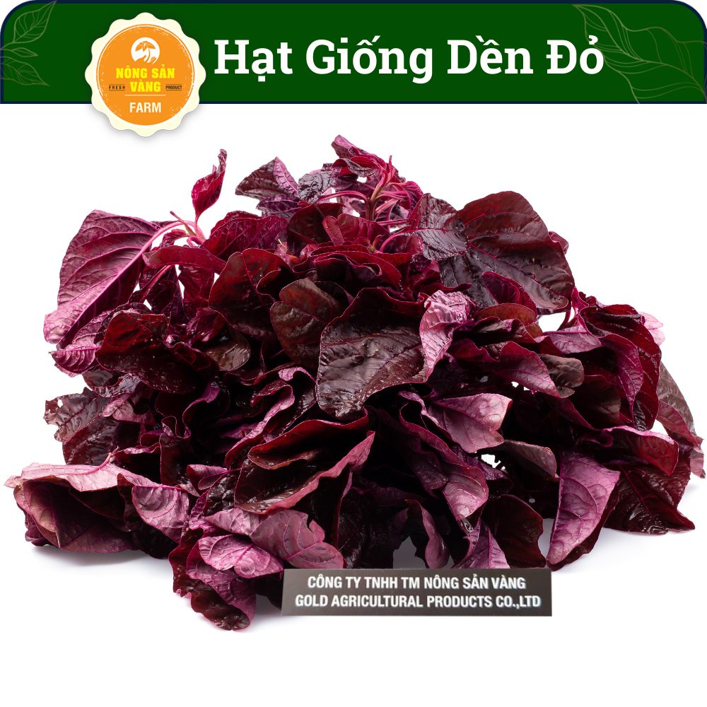 Vegetable seeds red amaranth, cultivated easy care, uses the heating rod is good for health -shallow gold