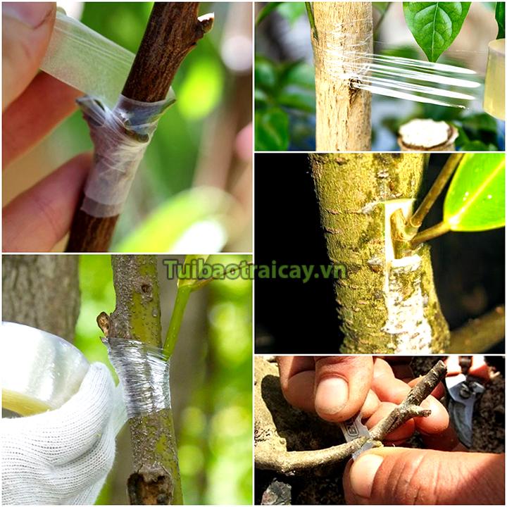 Băng ghép cây tự hủy khổ 5cm